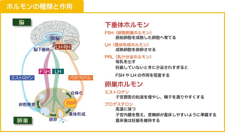 ホルモンの種類と作用