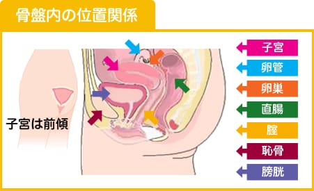 骨盤内の位置関係 子宮は前傾 子宮 卵管 卵巣 直腸 膣 恥骨 膀胱