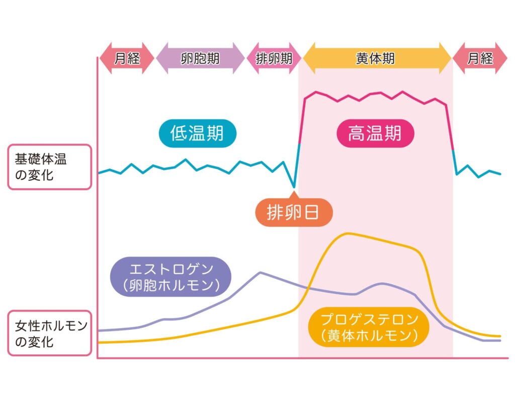 妊活 基礎体温